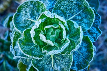 Rosenkohl mit Reifbelag, Draufsicht, Makrofotografie, Foto: Oliver Giel