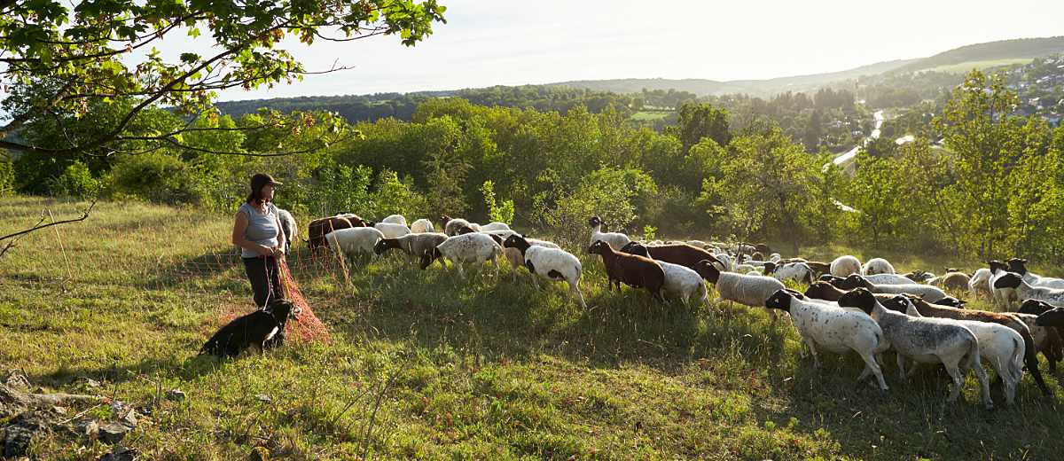 Sabine Kr&uuml;ger mit H&uuml;tehund und Schafherde auf Weide in Flusslandschaft, Foto: Oliver Giel