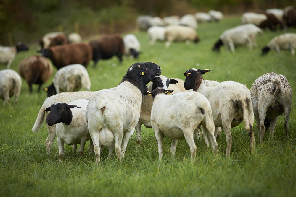 Dorperschafe auf Weide, schwarz-wei&szlig;e und braune Tiere grasen auf gr&uuml;ner Wiese, Foto: Oliver Giel