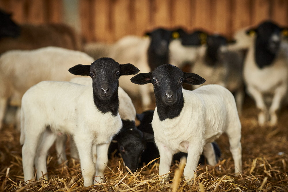 Zwei Dorperschaf-L&auml;mmer mit schwarzem Kopf und wei&szlig;em K&ouml;rper stehen sich gegen&uuml;ber in Stallstreu, dahinter weitere L&auml;mmer, Foto: Oliver Giel